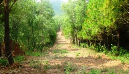 Tạo đường băng cản lửa